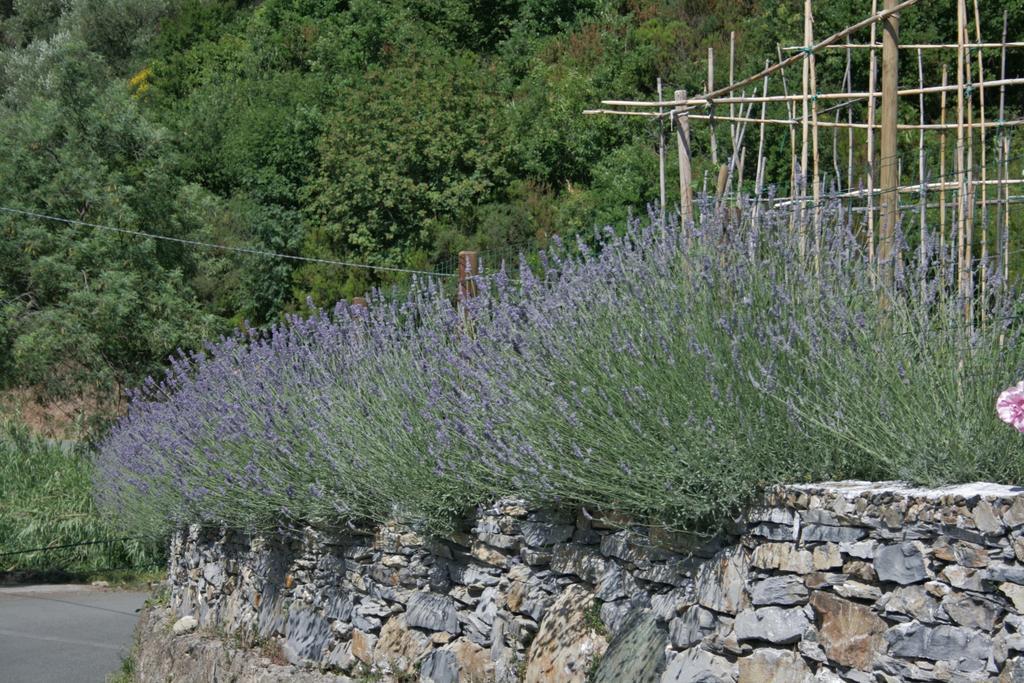 Ca De Pria Bed & Breakfast Casarza Ligure Exterior photo